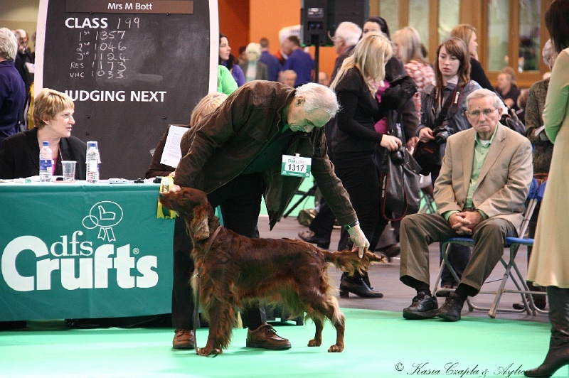 Crufts2011 514.jpg